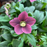 Lenzrose ViV® 'Victoria', purpurviolett, Topf-Ø 15 cm, 2 Pflanzen Lenzrose ViV® 'Victoria', purpurviolett, Topf-Ø 15 cm, 2 Pflanzen