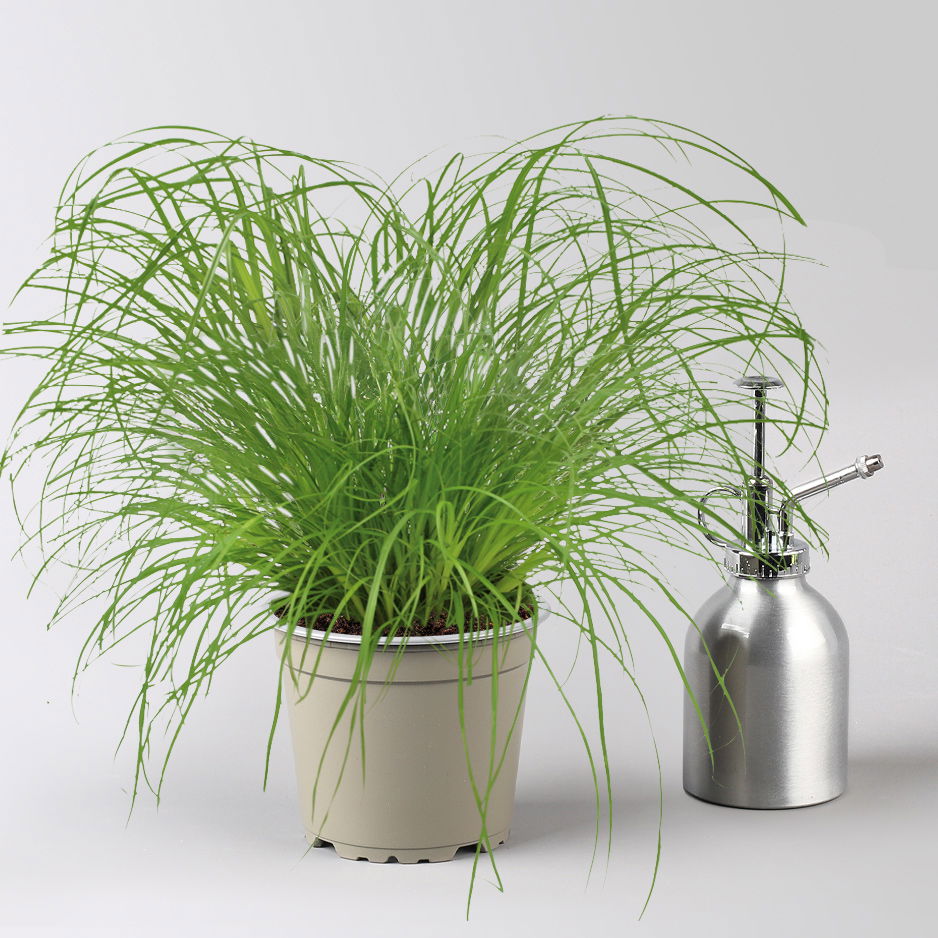 Bio Katzengras, Topf-Ø 12 cm, 6 Pflanzen