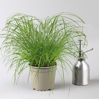 Bio Katzengras, Topf-Ø 12 cm, 6 Pflanzen