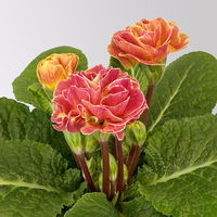 Pflanzen-Set Frühlingsharmonie, 12 Pflanzen inkl. Erde