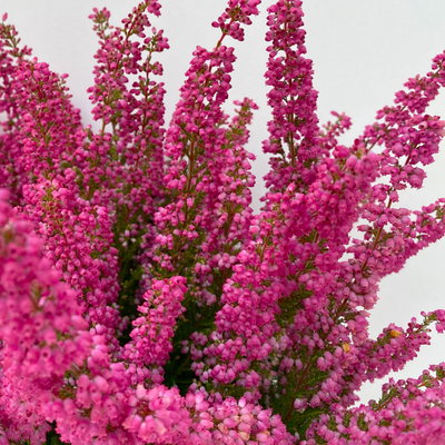 Glockenheide 'Beauty Queens®' rosa-rot, Farbe variiert, Topf-Ø 12 cm, 6 Pflanzen Glockenheide 'Beauty Queens®' rosa-rot, Farbe variiert, Topf-Ø 12 cm, 6 Pflanzen