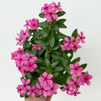 Catharanthus 'Soiree', Farben zufällig, kleinblütig, Topf-Ø 12 cm, 6 Pflanzen Catharanthus 'Soiree', Farben zufällig, kleinblütig, Topf-Ø 12 cm, 6 Pflanzen
