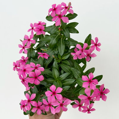 Catharanthus 'Soiree', Farben zufällig, kleinblütig, Topf-Ø 12 cm, 6 Pflanzen Catharanthus 'Soiree', Farben zufällig, kleinblütig, Topf-Ø 12 cm, 6 Pflanzen