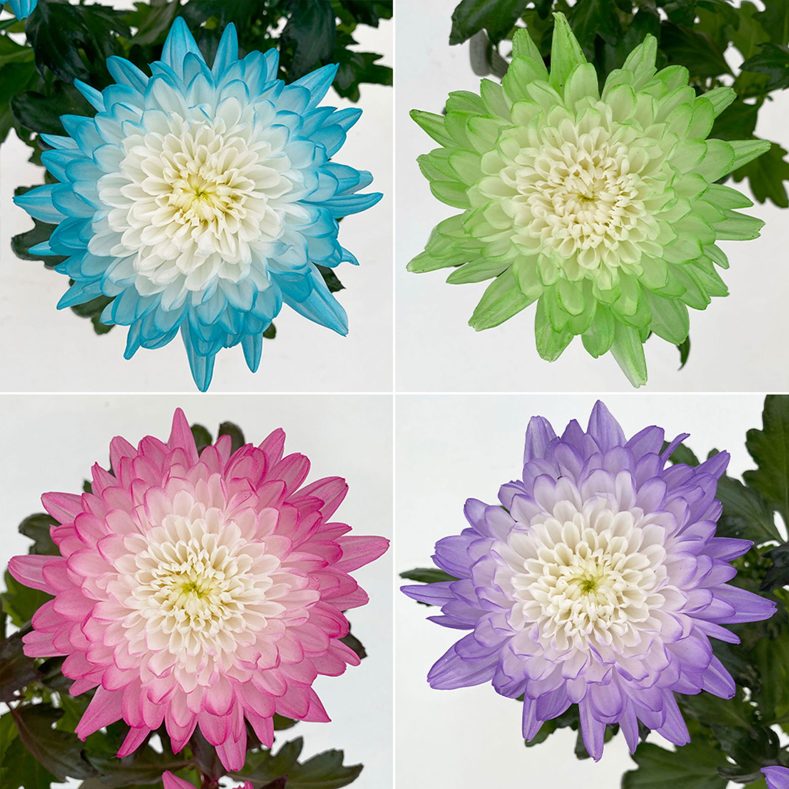 Chrysantheme 'Zembla Make-Upz® Uno Mix, Farben zufällig, Topf-Ø 13 cm, 3er-Set