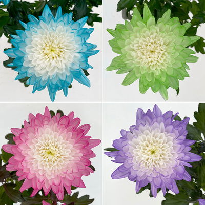 Chrysantheme 'Zembla Make-Upz® Uno Mix, Farben zufällig, Topf-Ø 13 cm, 3er-Set Chrysantheme 'Zembla Make-Upz® Uno Mix, Farben zufällig, Topf-Ø 13 cm, 3er-Set