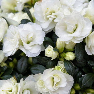 Azalee Hortinno® 'Christine Belli' weiß, Topf-Ø 15 cm