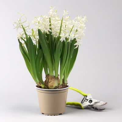 Hyazinthe, weiß, vorgetrieben, mehrblütig, Topf-Ø 14 cm, 3 Pflanzen