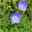 Bio Karpaten-Glockenblume 'Blue Clips' blau, Topf-Ø 9 cm, 3er-Set