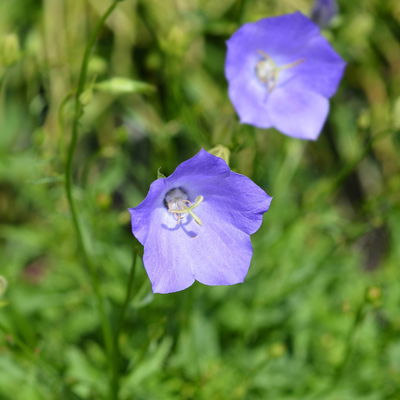 Bio Karpaten-Glockenblume 'Blue Clips' blau, Topf 9x9 cm, 3 Pflanzen