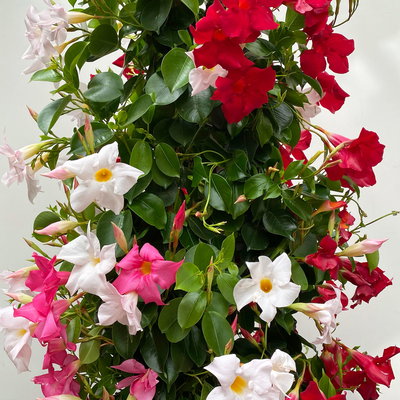 Dipladenie 'Trio' rot, rosa& weiß, Pyramide, Topf-Ø 27 cm, Höhe ca. 150 cm