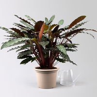 Calathea 'Wavestar', Topf-Ø 21 cm,  Höhe ca. 80-100 cm