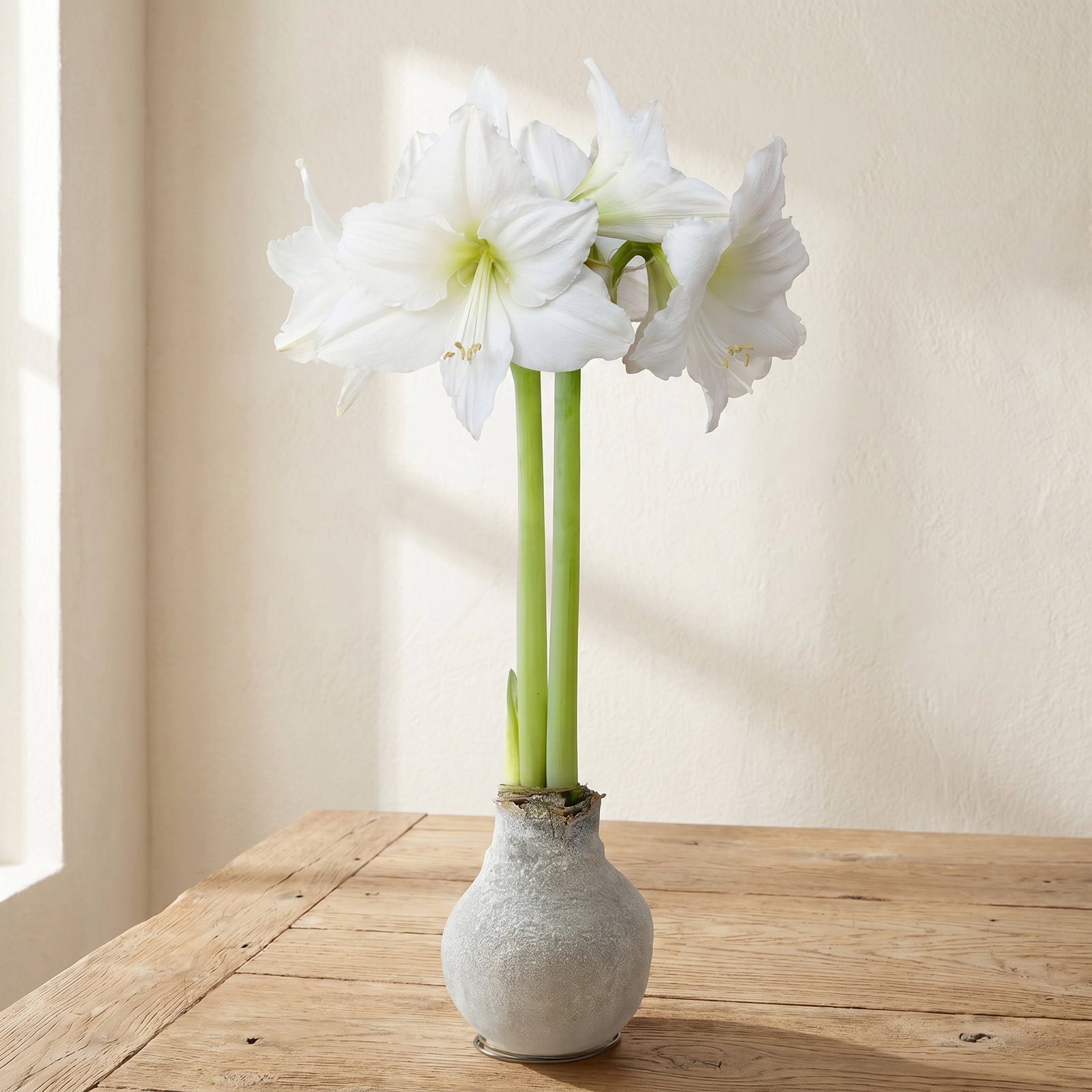 Amaryllis in Wachs XL, Dekor 'Bio-Glitter White', Blüte weiß Amaryllis in Wachs XL, Dekor 'Bio-Glitter White', Blüte weiß