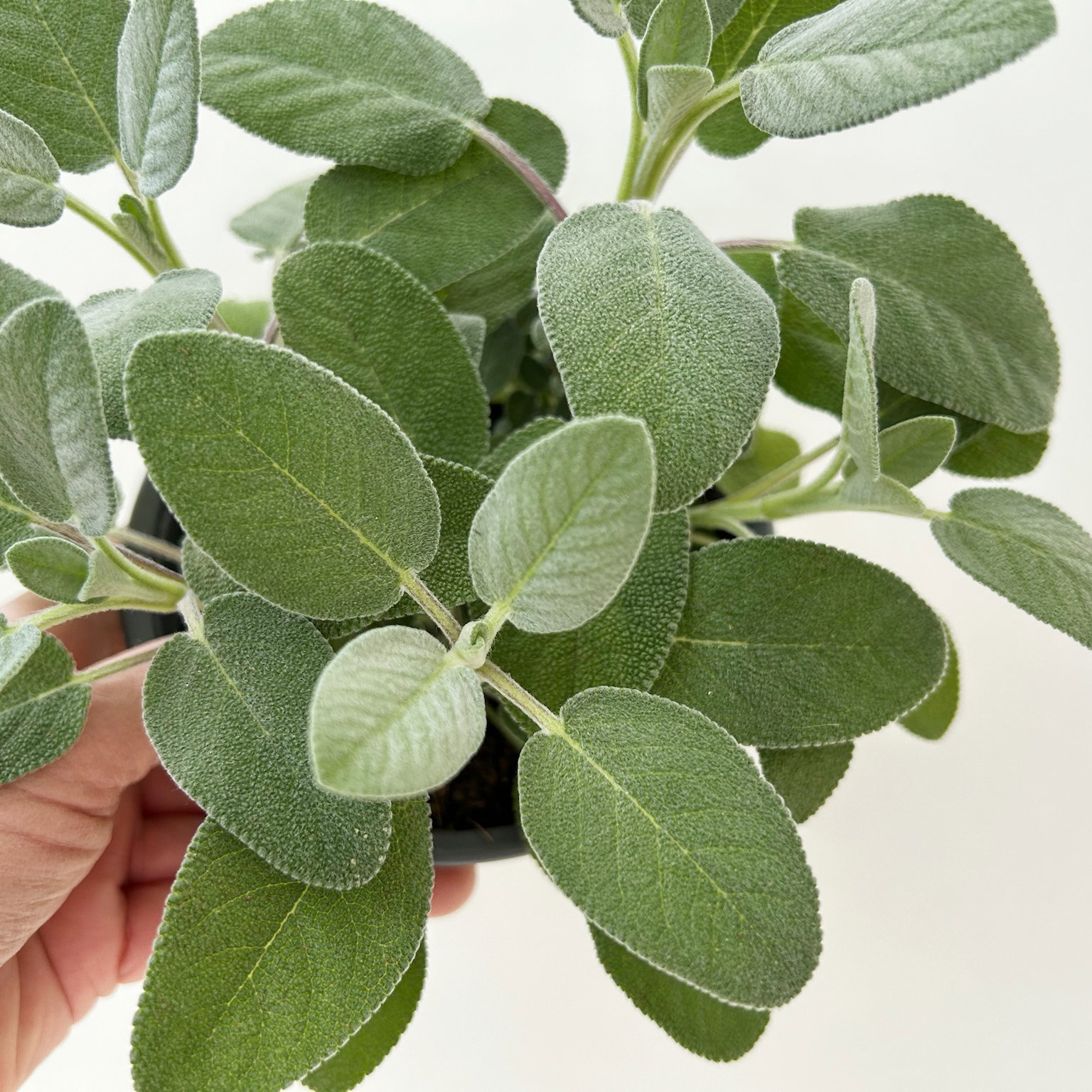 Sunny Herbs® Salbei großblättrig, Topf-Ø 14cm, 6 Pflanzen