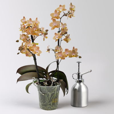 Duft Phalenopsis 'Fresh', lachs, Topf-Ø 12 cm, im Übertopf mit Grußkarte