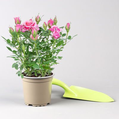 Rose 'Flirt Kordana® Classic', pink, Topf-Ø 10,5 cm, 3 Pflanzen