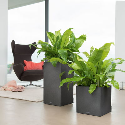 Lechuza 'Canto Stone 30 high', graphitschwarz, ca. 30 x 30 x H 56 cm