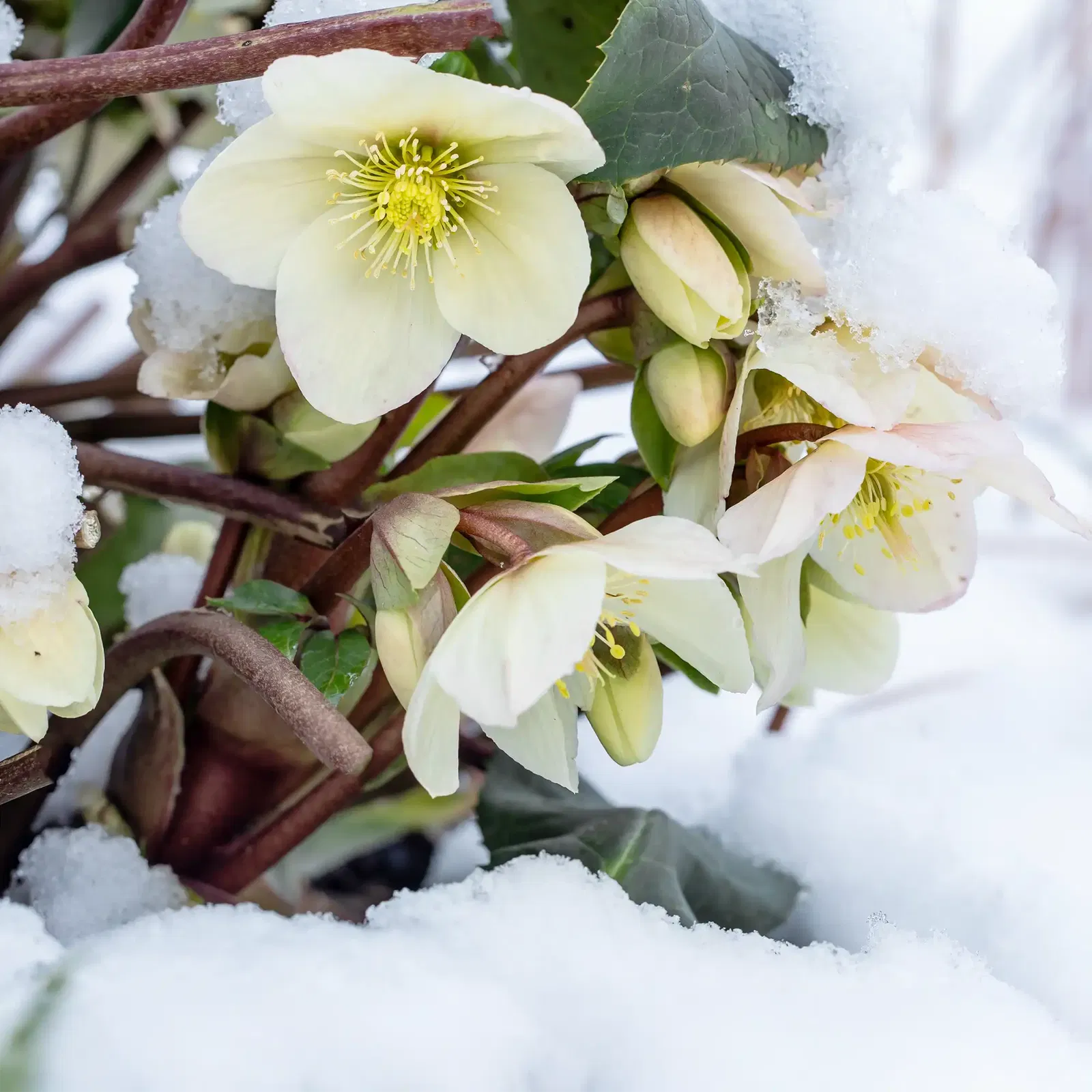 Helleborus Helleborus