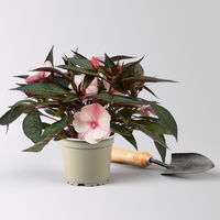 Edellieschen, zweifarbig zufällig, Topf-Ø 12 cm, 6 Pflanzen