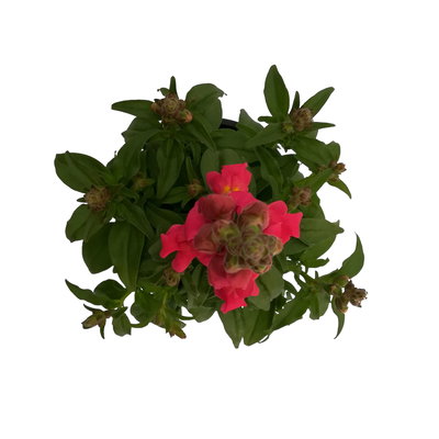 Löwenmäulchen rosa-pink, Topf 12 cm Ø, 6 Stück