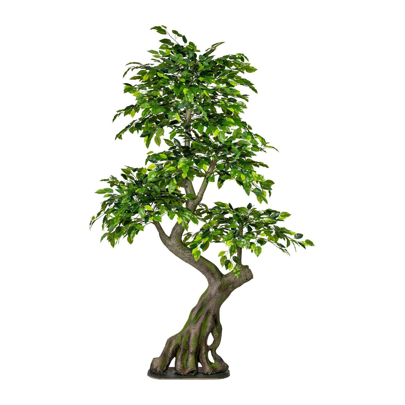 Ficus Benjamini, grün, ca. 170 x 80 cm, Spalier auf Platte