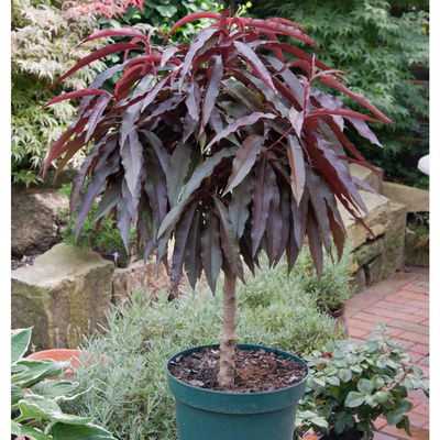 Kölle Bio Rotlaubiger Zwergpfirsich  Kölle Bio Rotlaubiger Zwergpfirsich