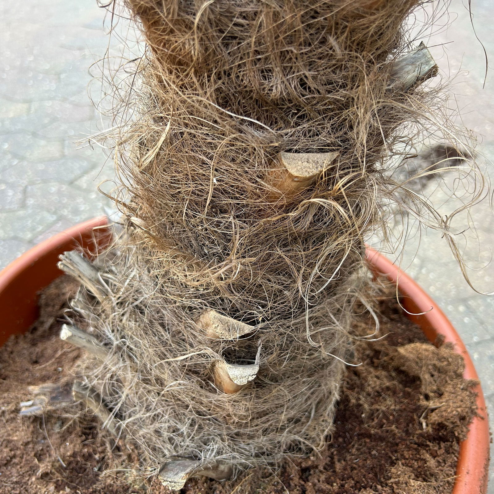 Hanfpalme, Stamm ca. 40 cm, Topf 35 Liter