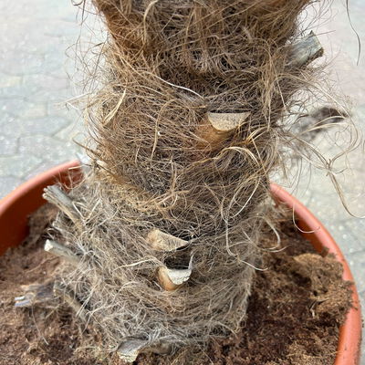 Hanfpalme, Stamm ca. 40 cm, Topf 35 Liter