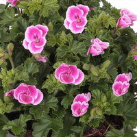 Geranie 'Angel® Fay®', pink-weiß, Topf-Ø 12cm, 6 Pflanzen