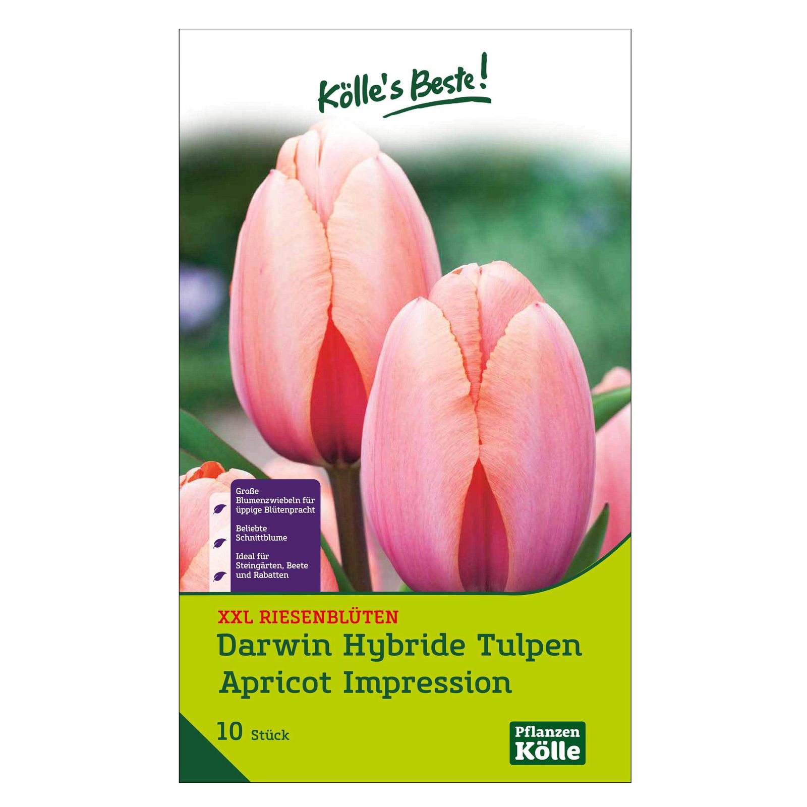 XXL Darwin Hybride Tulpen Apricot Impression rosa/apricot, 10 Blumenzwiebeln