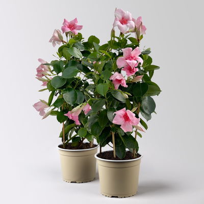 Dipladenie 'Pink Blush' rosa, gefüllt, Doppelbogen, Topf-Ø 14 cm, 2 Pflanzen Dipladenie 'Pink Blush' rosa, gefüllt, Doppelbogen, Topf-Ø 14 cm, 2 Pflanzen