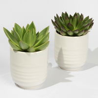 Sukkulenten in Dekotopf 'Wavy', Topf-Ø 9 cm, 2er-Set