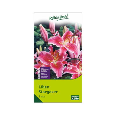 Lilien Stargazer, rosa, 2 Blumenknollen