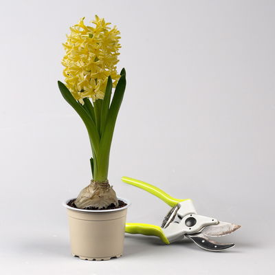 Hyazinthe gelb, vorgetrieben, Topf-Ø 9 cm, 9 Pflanzen