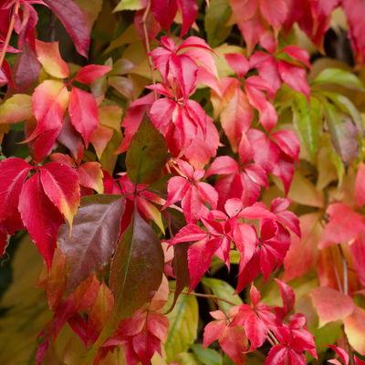 Wilder Wein 'Engelmanii', Höhe ca. 60 cm, Topf 2 Liter, 2 Stück
