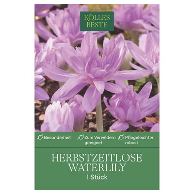 Herbstzeitlose (Colchicum Waterlily) rosa, 1 Blumenzwiebel