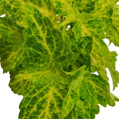 Buntnessel 'River Walk', hellgrün-dunkelgrün, Topf-Ø 12 cm, 6 Pflanzen