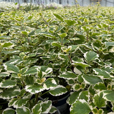 Plectranthus 'Variegata', grün-weiß, Topf -Ø 12 cm, 6 Pflanzen