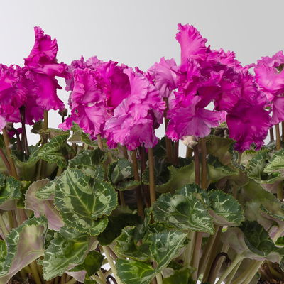 Alpenveilchen 'Merengue®' lila, gefranst, Topf-Ø 10,5 cm, 4 Pflanzen