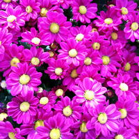 Chrysanthemen 'Madiba® Purple', lila, Topf 14 cm, 4er-Set