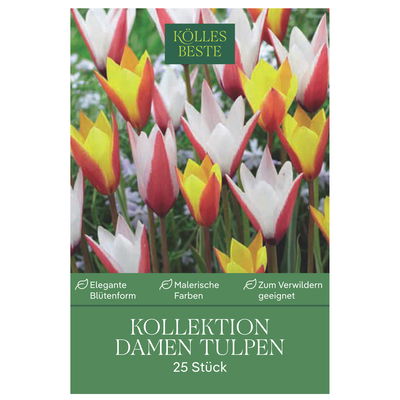 Kölles Beste Tulpen-Kollektion 'Damen-Tulpen®', 25 Blumenzwiebeln Kölles Beste Tulpen-Kollektion 'Damen-Tulpen®', 25 Blumenzwiebeln