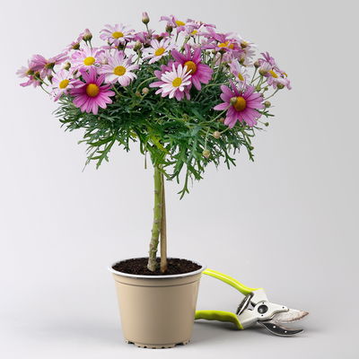 Margerite, Farbe zufällig, Stamm, Topf-Ø 15 cm, 2 Pflanzen