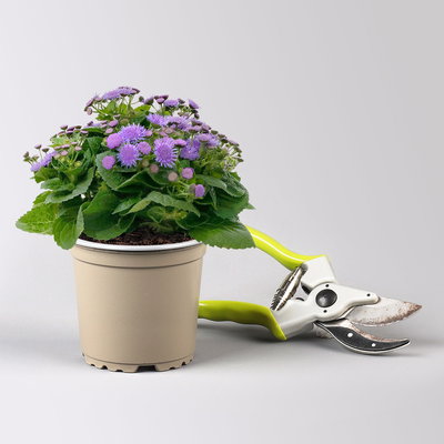 Pflanzenkreation 'No Mosquito', 12 Pflanzen inkl. Erde und Dünger