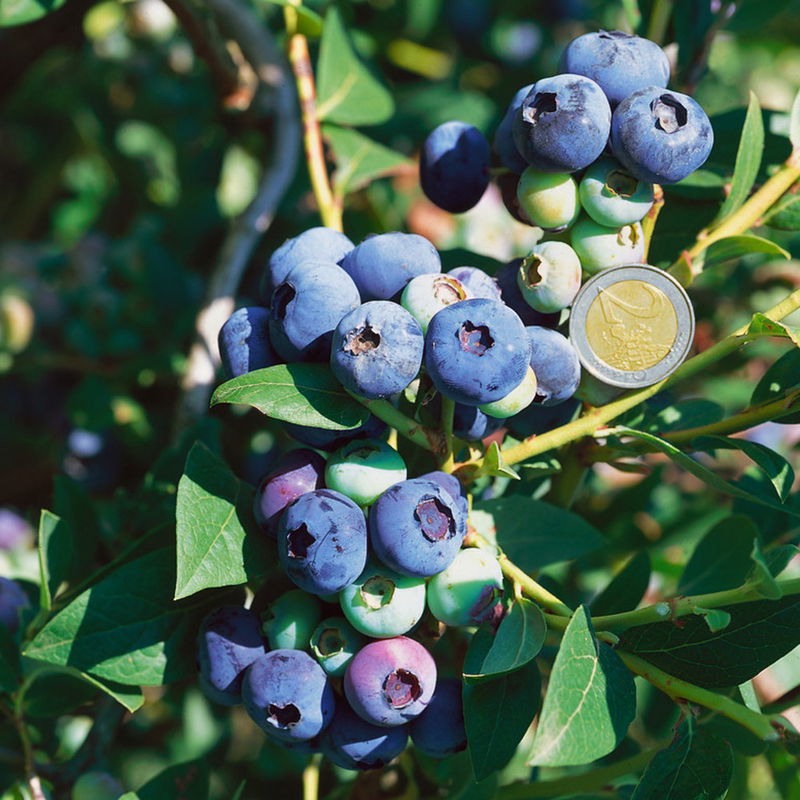 4erSet Heidelbeere, Vaccinium corymbosum 'Darrow' kaufen│PflanzenKölle