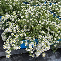 Bio Teppich-Myrthenaster 'Snowflurry', weiß, Topf 11x11 cm, 3 Pflanzen Bio Teppich-Myrthenaster 'Snowflurry', weiß, Topf 11x11 cm, 3 Pflanzen