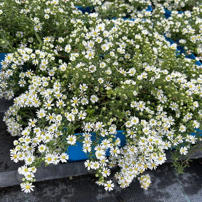 Bio Teppich-Myrthenaster 'Snowflurry', weiß, Topf 11x11 cm, 3 Pflanzen Bio Teppich-Myrthenaster 'Snowflurry', weiß, Topf 11x11 cm, 3 Pflanzen