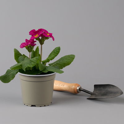 Hohe Schlüsselblume 'Inara® Pink', pink, Topf-Ø 13 cm, 6 Pflanzen Hohe Schlüsselblume 'Inara® Pink', pink, Topf-Ø 13 cm, 6 Pflanzen