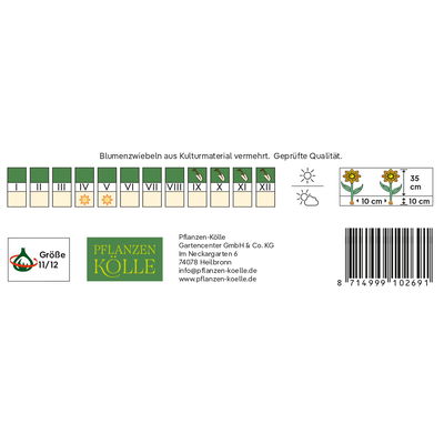 Triumph Tulpen 'Pretty Princess', rosa, Größe 11/12, 7 Blumenzwiebeln