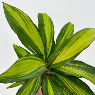 Grünpflanzenkreation Keulenlilien-Dreierlei, Topf-Ø 12 cm, 3 Pflanzen