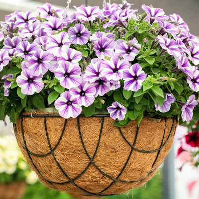 Petunie 'Sweetunia® Starfish' flieder-weiß, hängend, Topf-Ø 13 cm, 6 Pflanzen