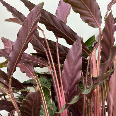 Calathea 'Wavestar', Topf-Ø 21 cm, Höhe ca. 80-100 cm Calathea 'Wavestar', Topf-Ø 21 cm, Höhe ca. 80-100 cm